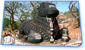 Nandy Bull,  Mysore
